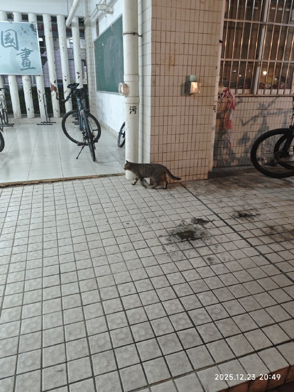 #bb 猫学长走好快啊